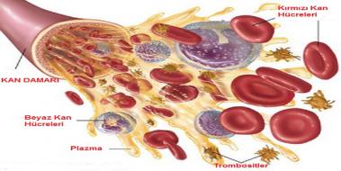 Trombosit Eksiklii