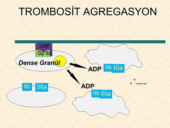 Trombosit Agregasyonu Özellikleri ve Faydaları Nelerdir?