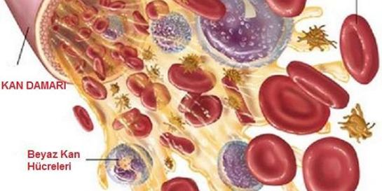 Trombosit Düşüklüğü Bitkisel Tedavisi