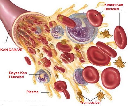 Trombosit Eksikliği Belirtileri ve Tedavisi